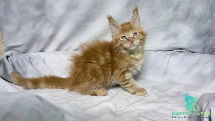 Hermes Maine Coon male red - live animals