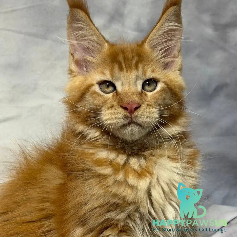 Hermes Maine Coon male red - live animals