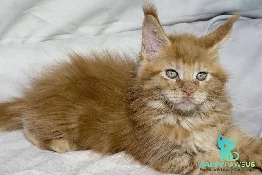 Hermes Maine Coon male red - live animals