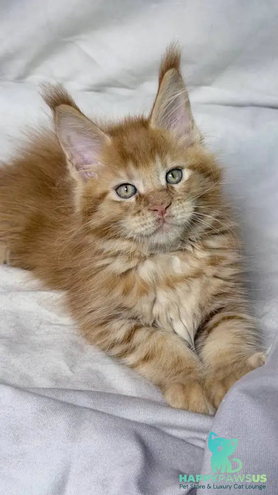 Hermes Maine Coon male red - live animals