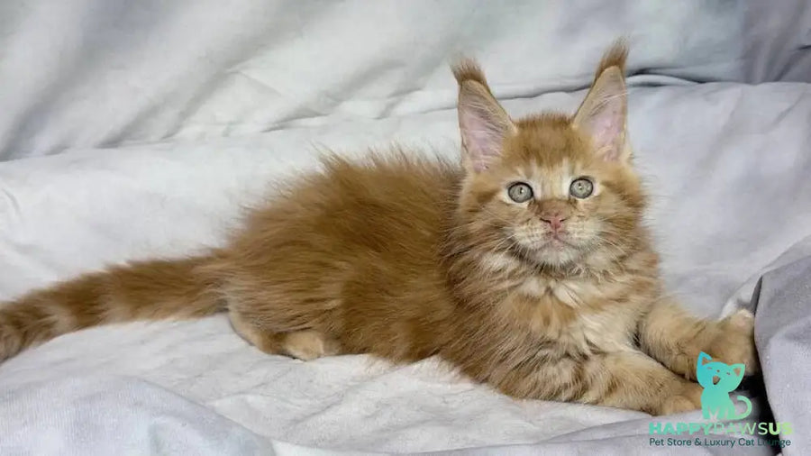 Hermes Maine Coon male red - live animals