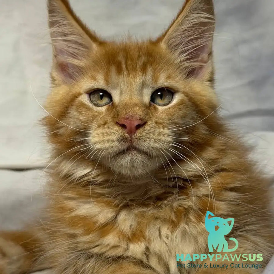 Hermes Maine Coon male red - live animals