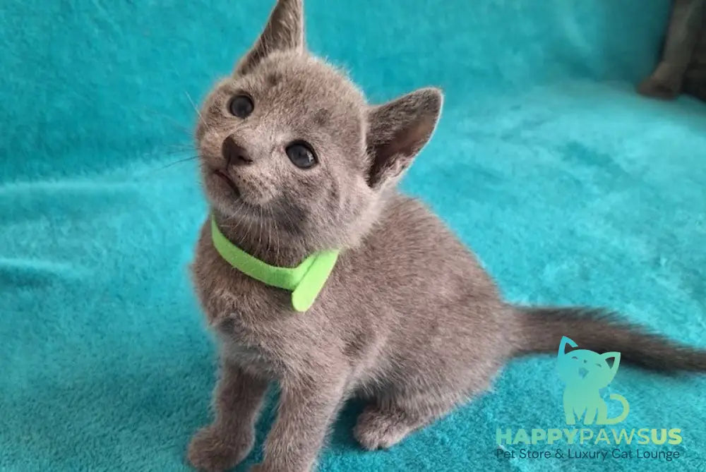 Hermes Russian Blue male blue live animals