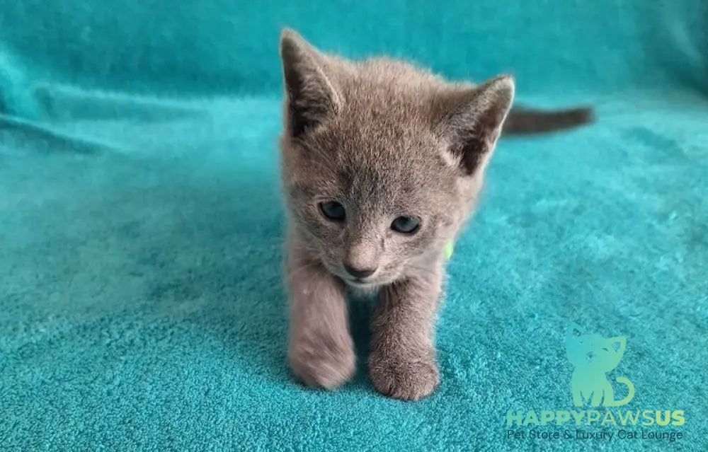 Hermes Russian Blue male blue live animals