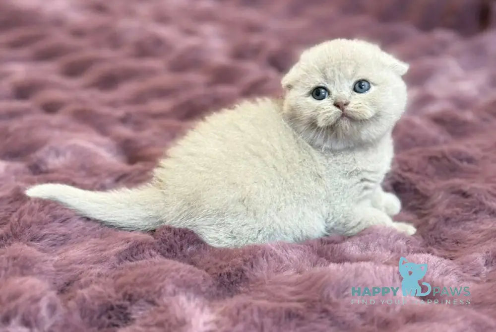 Hermes Scottish Fold male fawn live animals