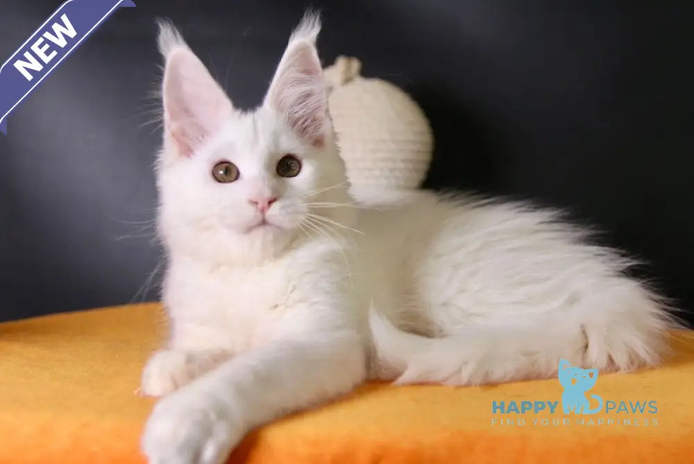 Hesso Maine Coon female white live animals