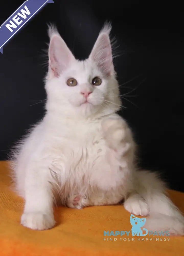 Hesso Maine Coon female white live animals