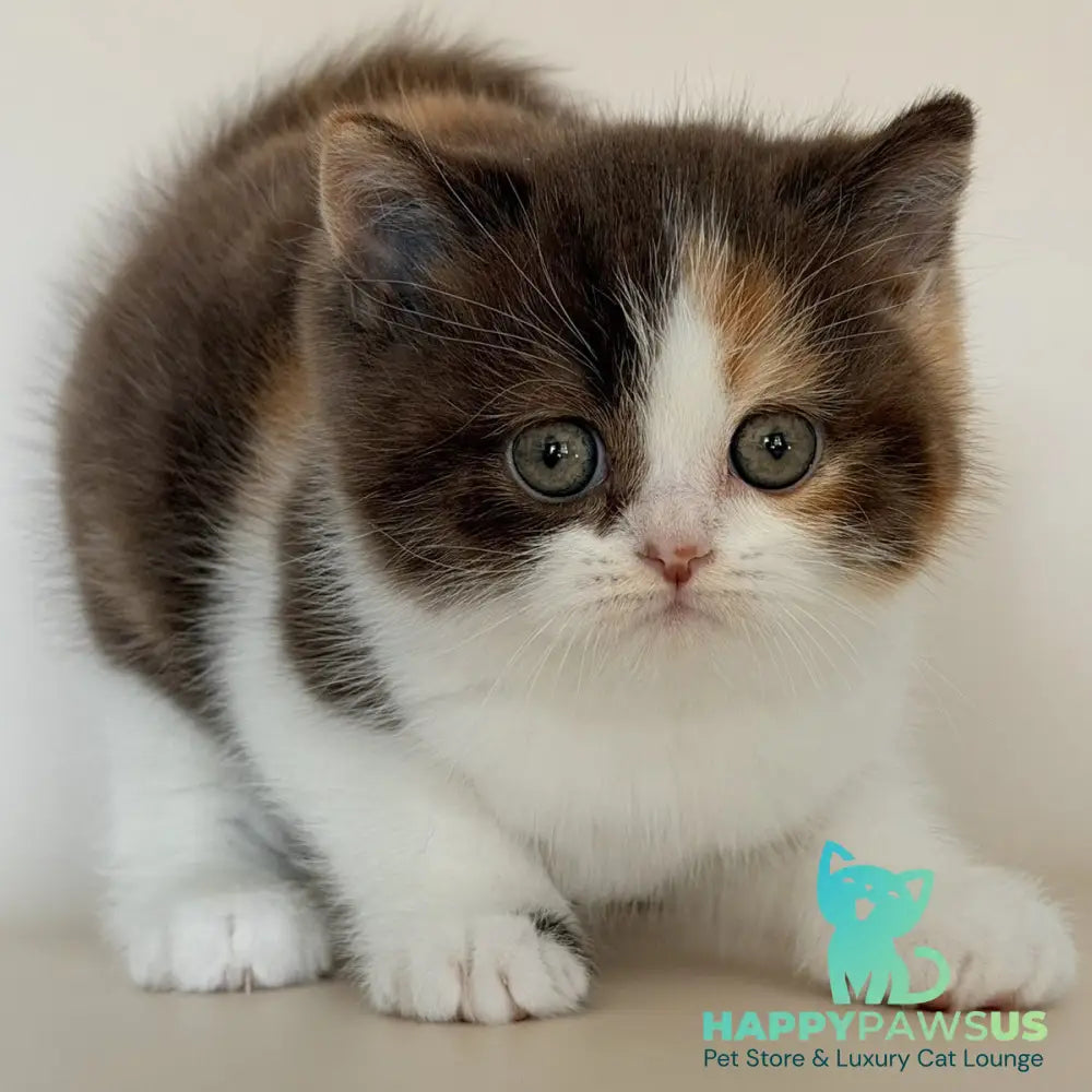 Hikari British Shorthair female chocolate tortie bicolour - live animals
