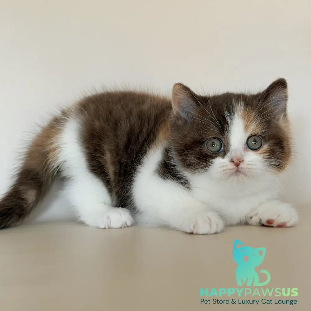Hikari British Shorthair female chocolate tortie bicolour - live animals