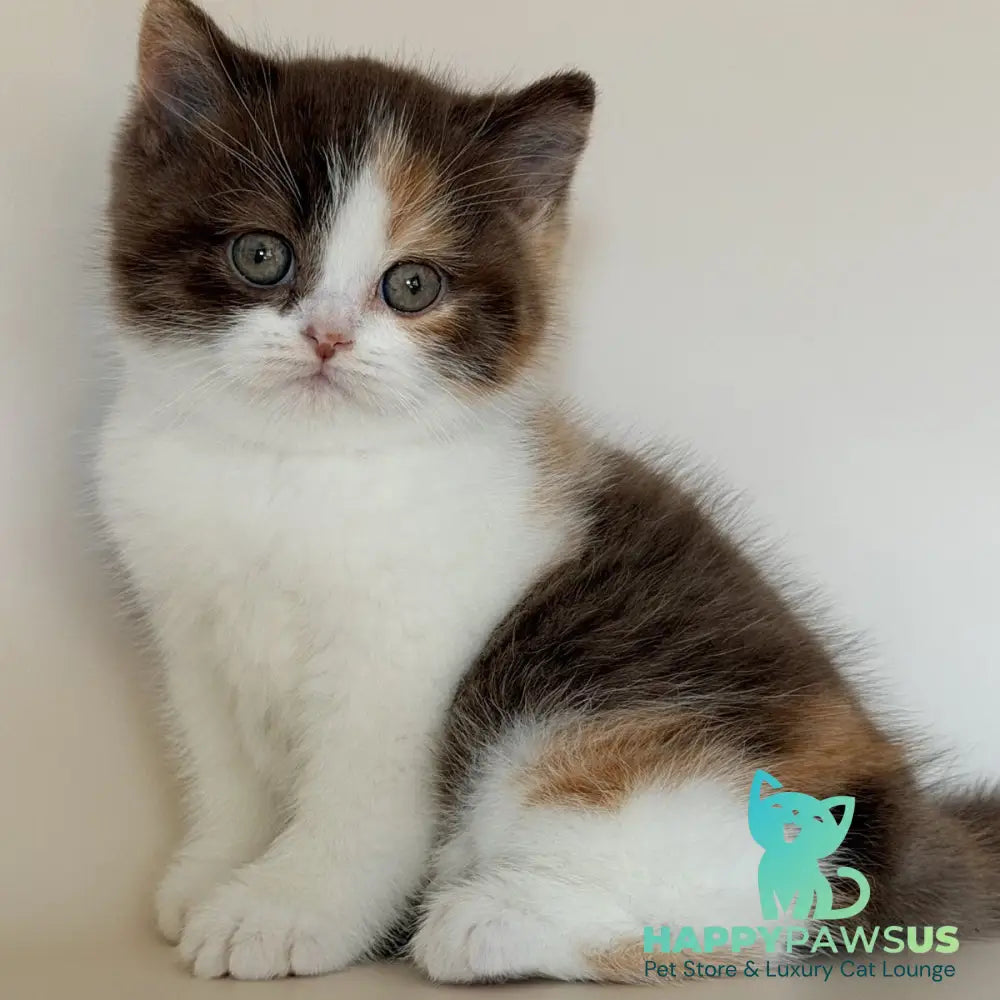 Hikari British Shorthair female chocolate tortie bicolour - live animals