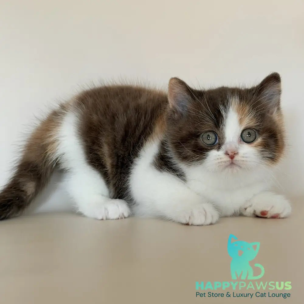 Hikari British Shorthair female chocolate tortie bicolour - live animals