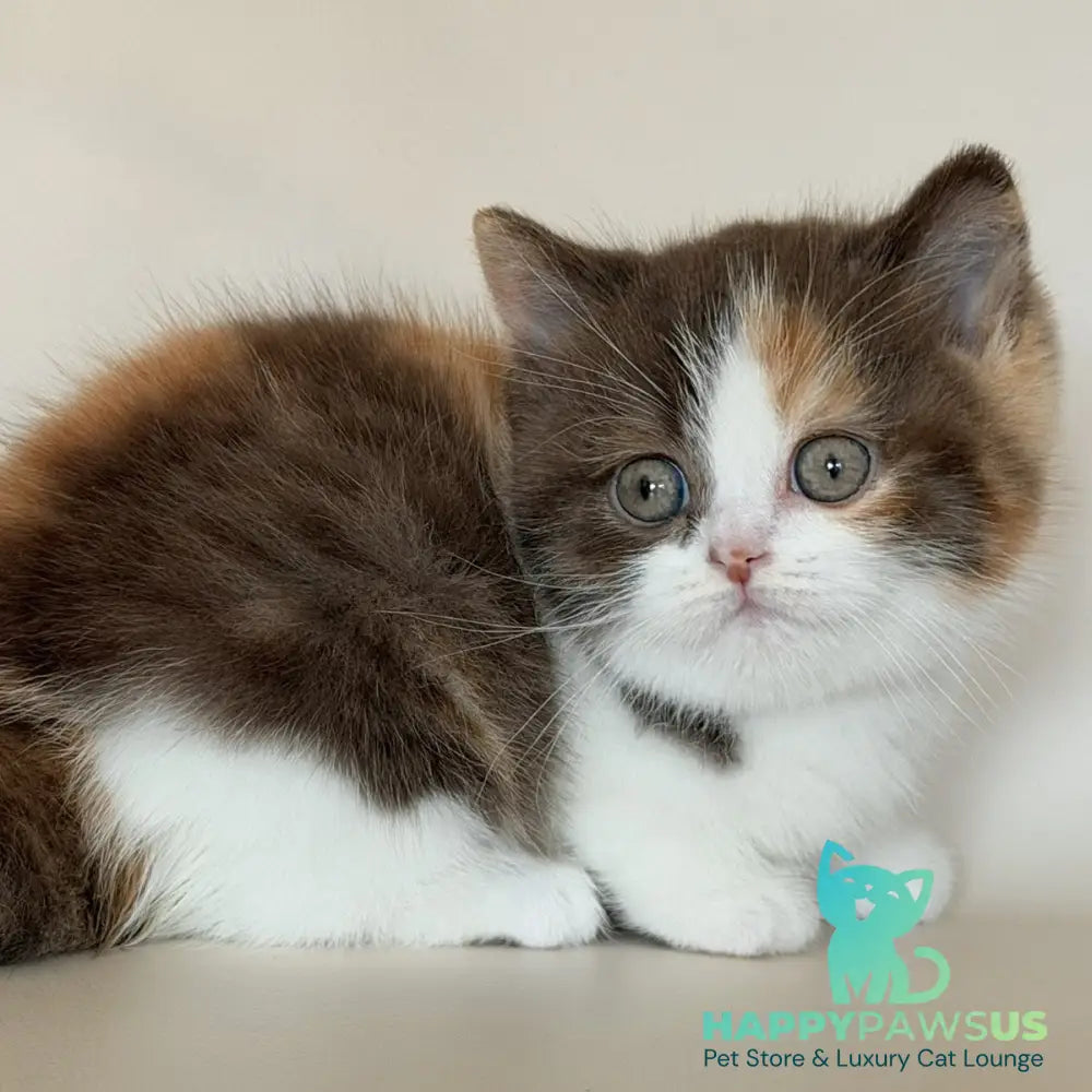 Hikari British Shorthair female chocolate tortie bicolour - live animals