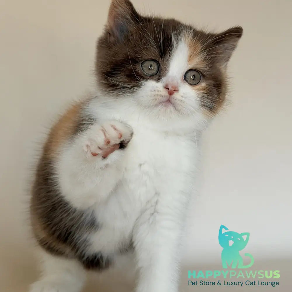 Hikari British Shorthair female chocolate tortie bicolour - live animals