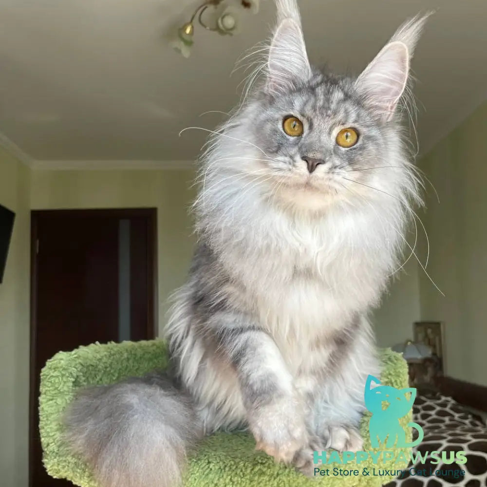 Hillary Maine Coon female black silver tabby - live animals