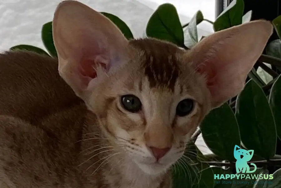 Hilli Siamese female cinnamon ticked tabby live animals