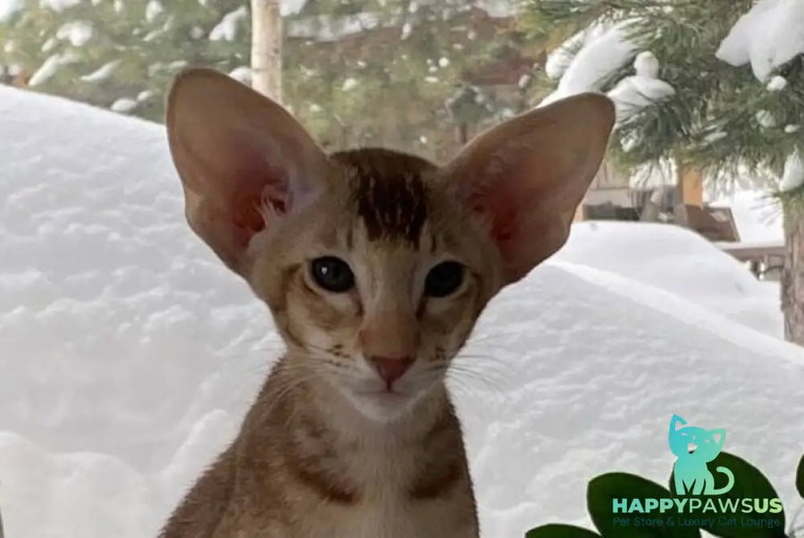 Hilli Siamese female cinnamon ticked tabby live animals