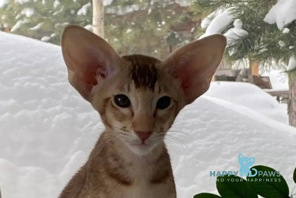 Hilli Siamese female cinnamon ticked tabby live animals