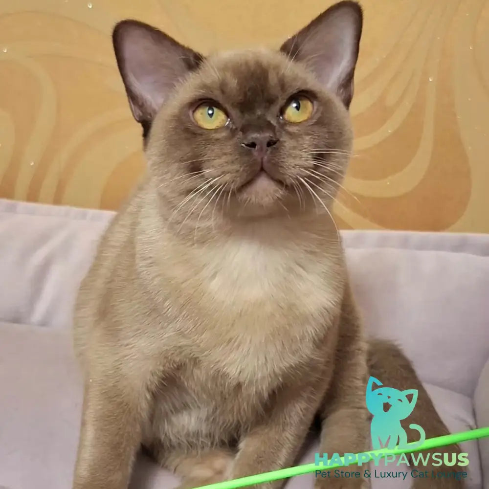 Hilton Burmese male chocolate - live animals