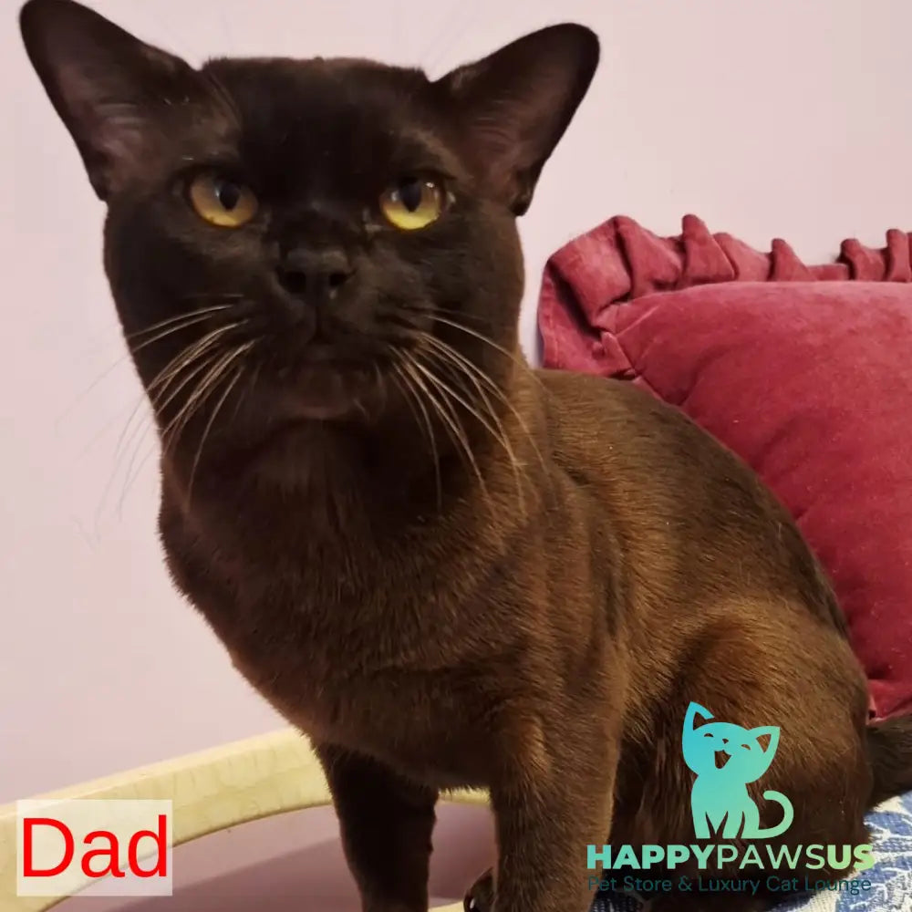 Hilton Burmese male chocolate - live animals
