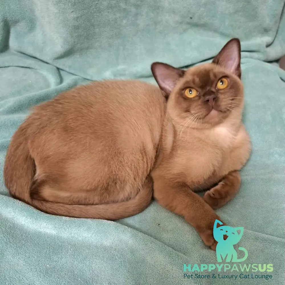 Hilton Burmese male chocolate - live animals