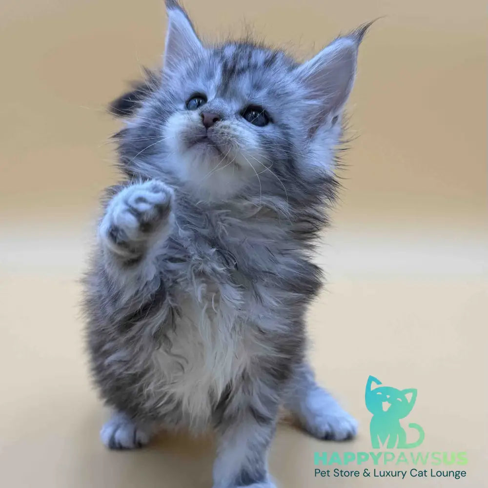 Hilton Maine Coon male black silver tabby - live animals