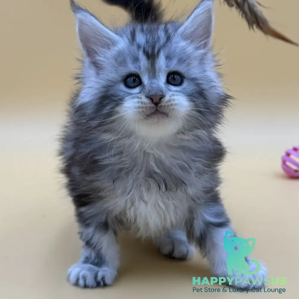 Hilton Maine Coon male black silver tabby - live animals
