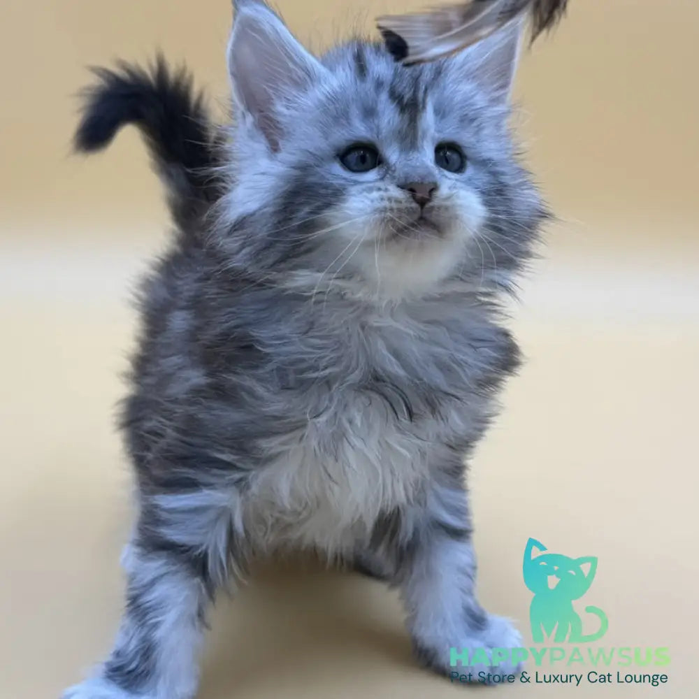 Hilton Maine Coon male black silver tabby - live animals