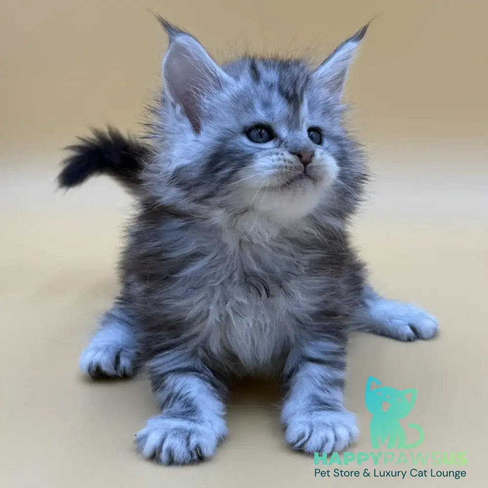 Hilton Maine Coon male black silver tabby - live animals