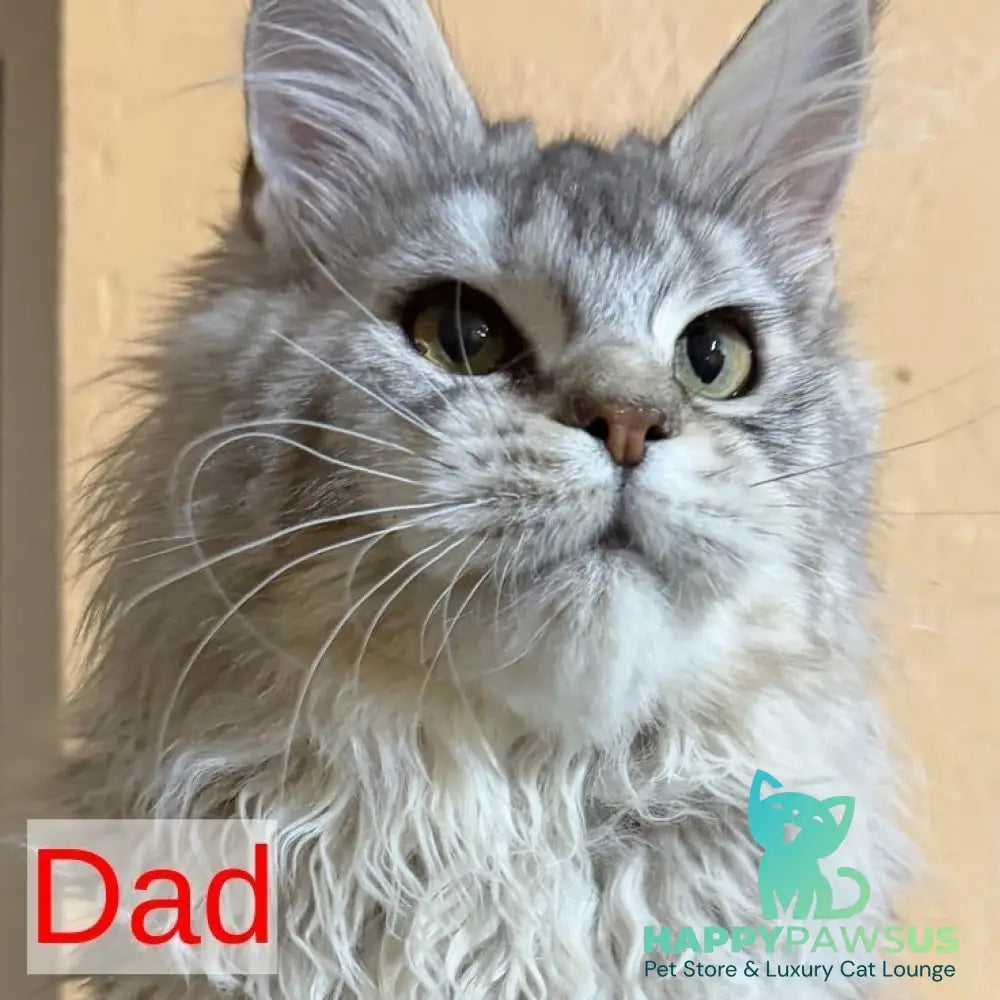 Hilton Maine Coon male black silver tabby - live animals