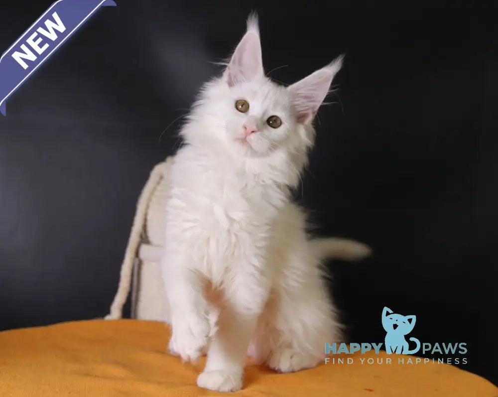 Hinami Maine Coon female white live animals