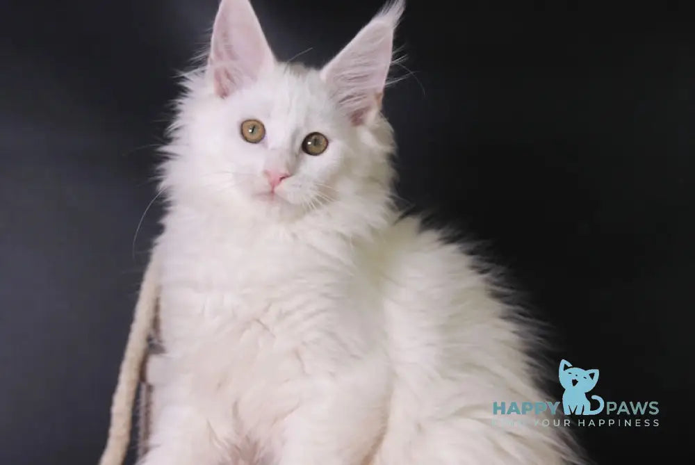 Hinami Maine Coon female white live animals