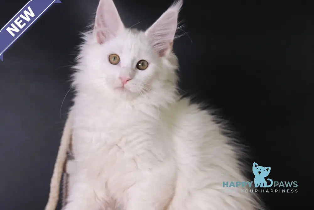 Hinami Maine Coon female white live animals