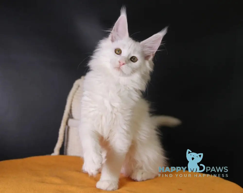 Hinami Maine Coon female white live animals