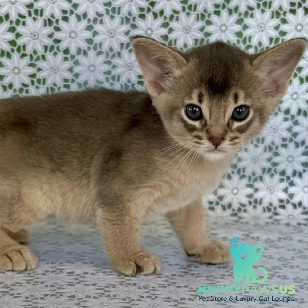 Hiron Abyssinian male blue - live animals