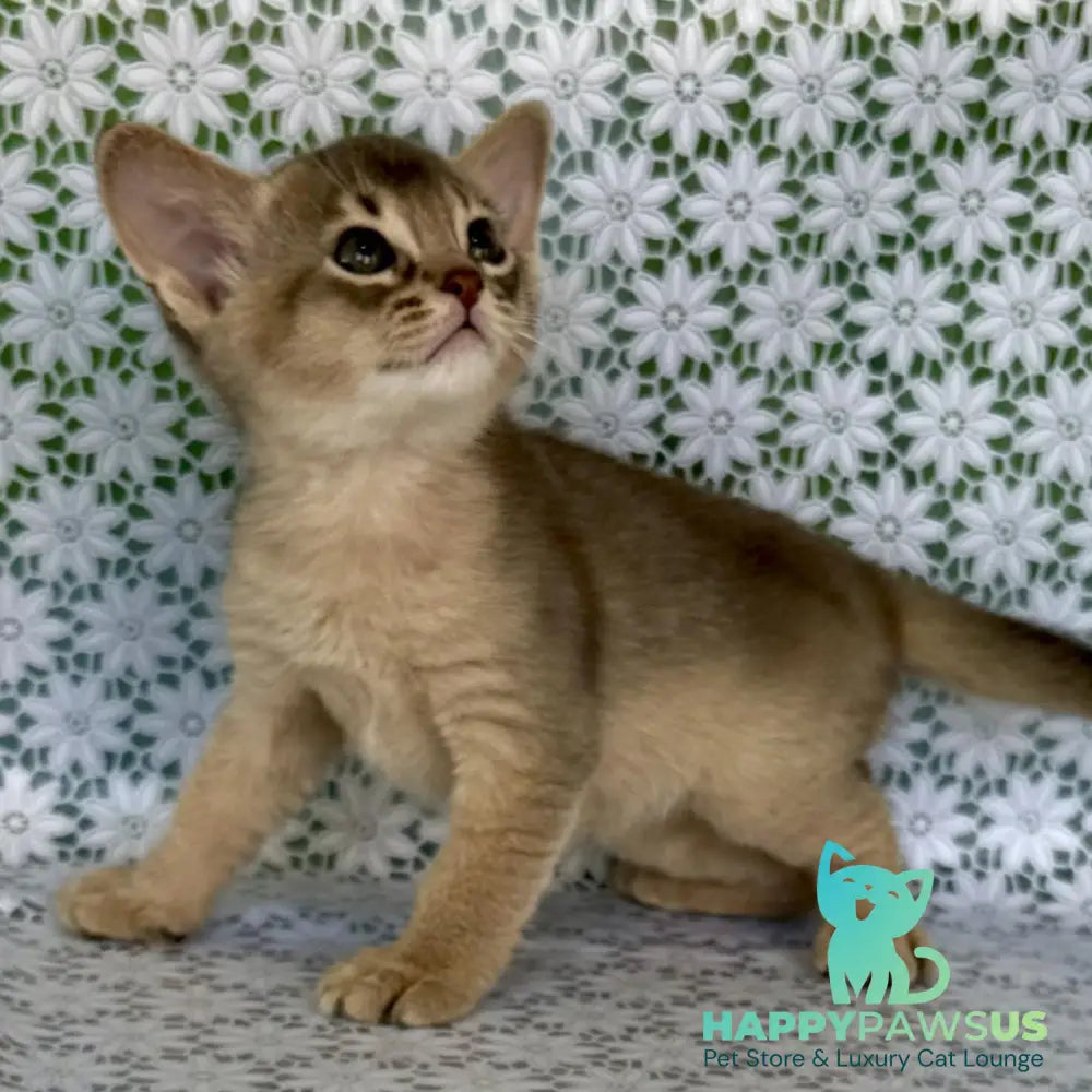 Hiron Abyssinian male blue - live animals