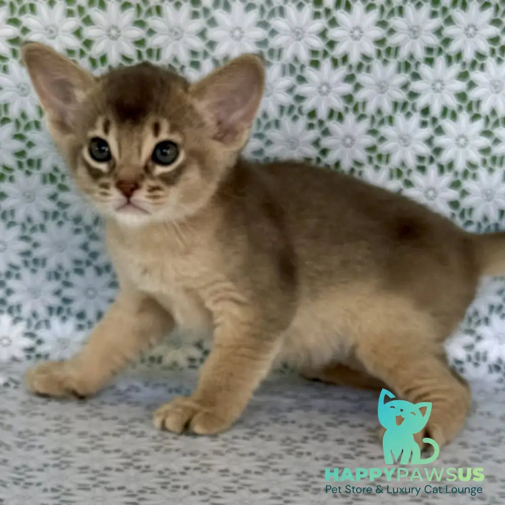Hiron Abyssinian male blue - live animals