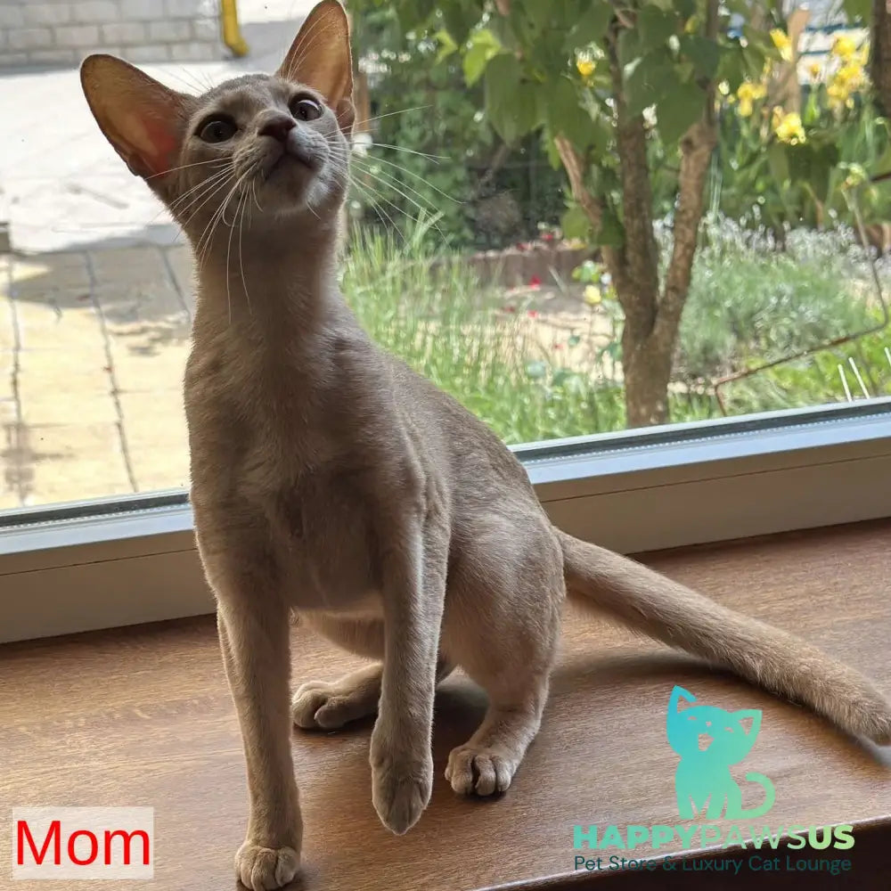 Hiron Abyssinian male blue - live animals