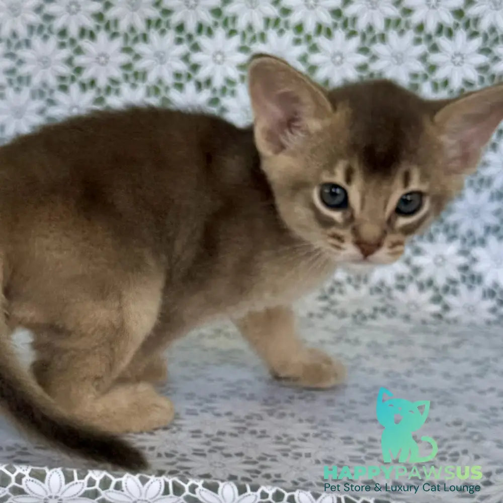 Hiron Abyssinian male blue - live animals