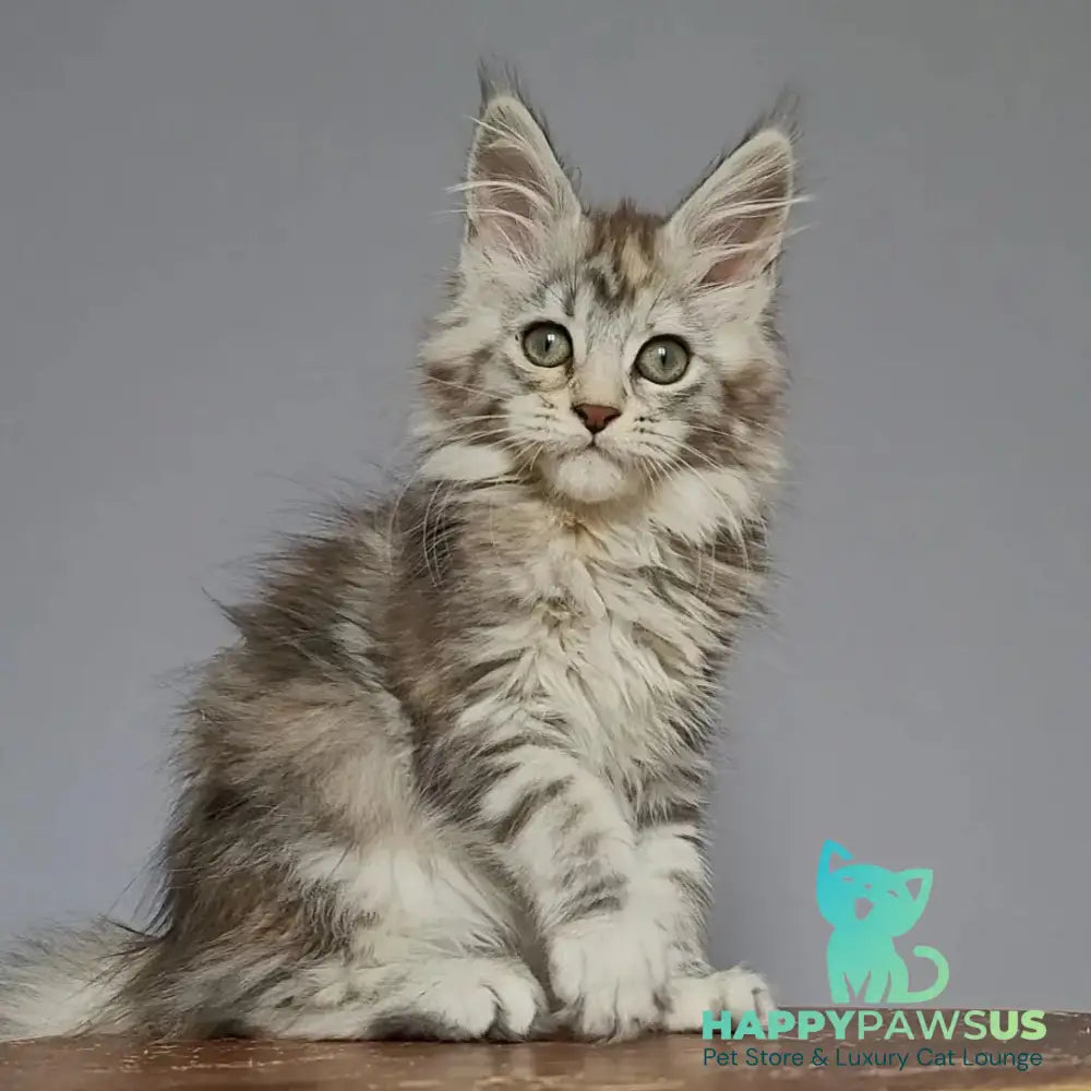 Hizar Maine Coon female black tortie silver tabby - live animals