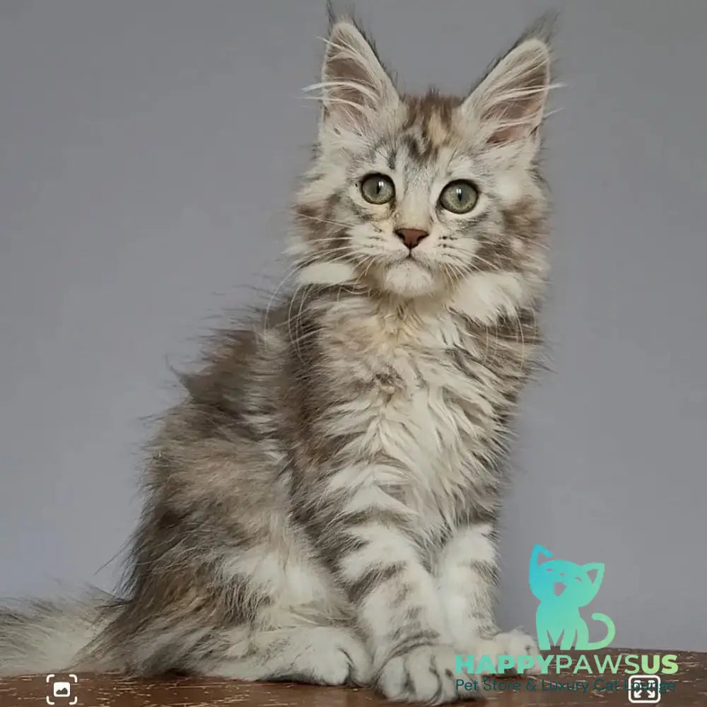 Hizar Maine Coon female black tortie silver tabby - live animals