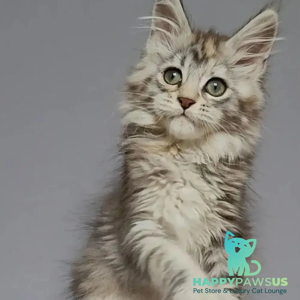 Hizar Maine Coon female black tortie silver tabby - live animals