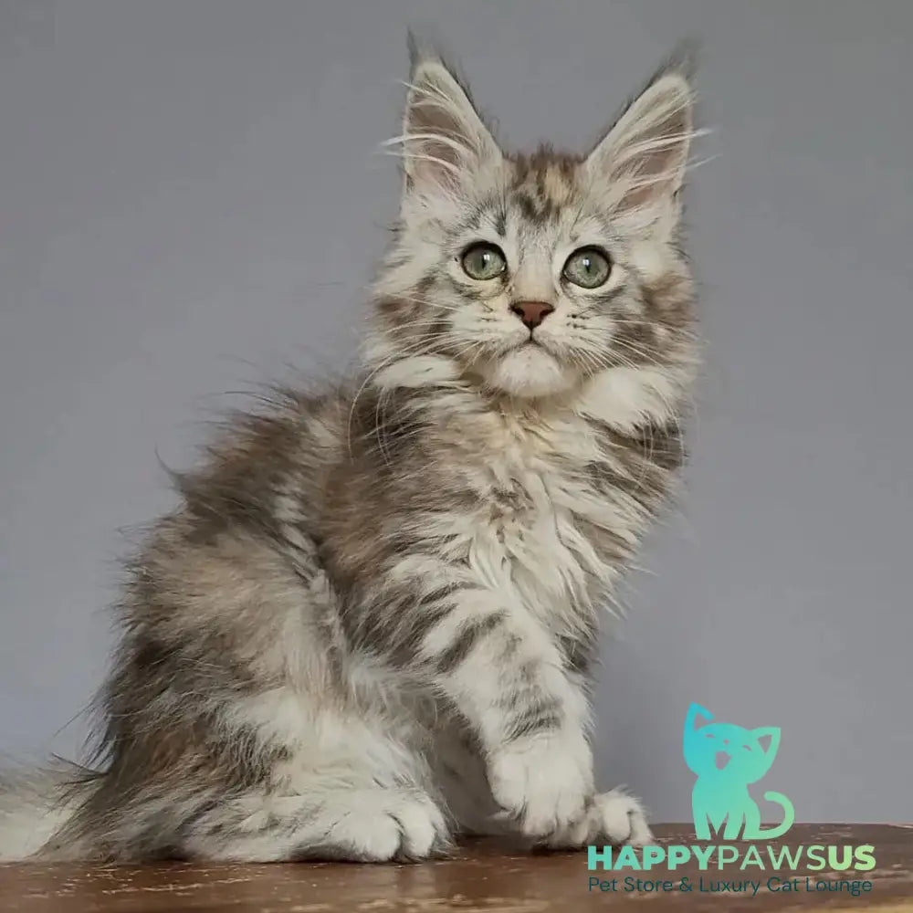 Hizar Maine Coon female black tortie silver tabby - live animals