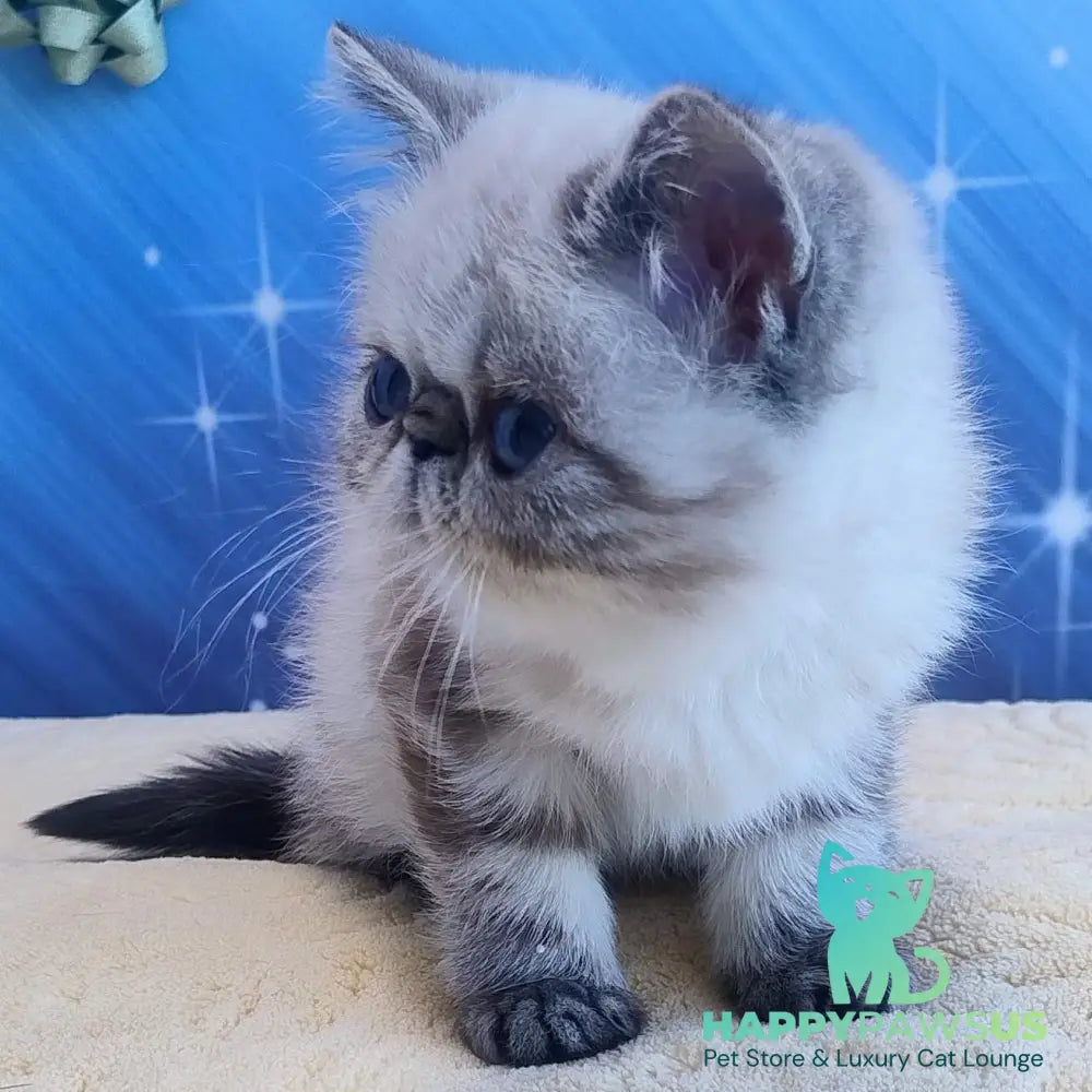 Hloe Exotic female black tabby pointed - live animals