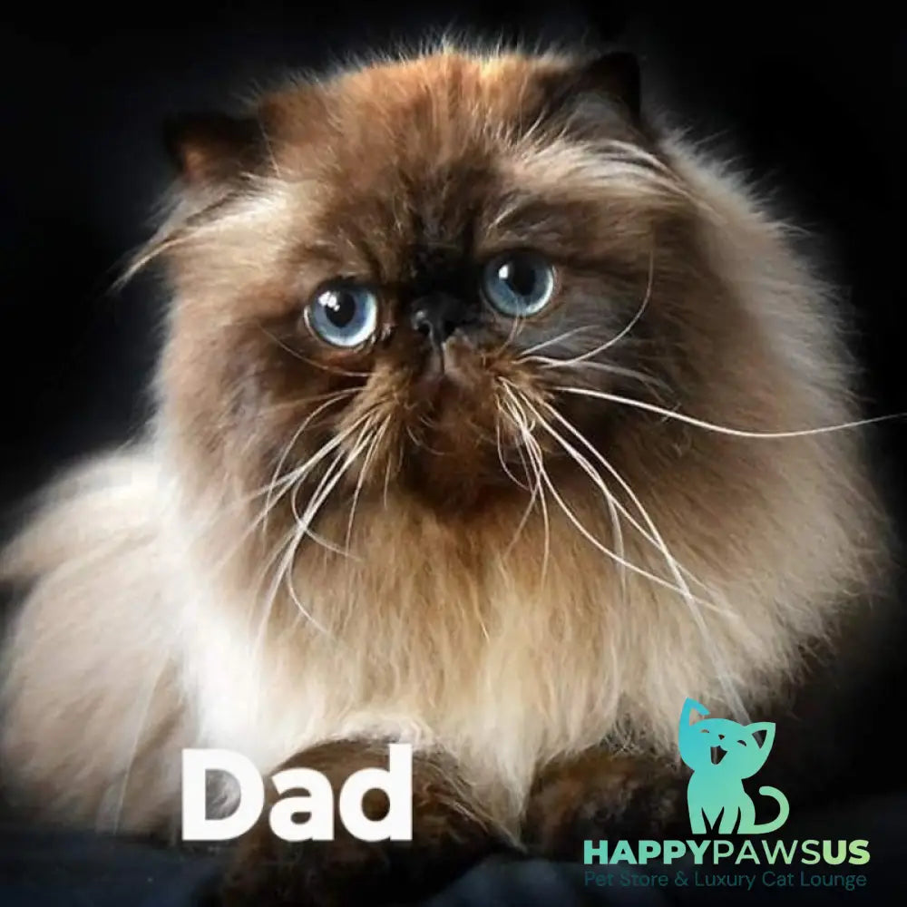 Hloe Exotic female black tabby pointed - live animals