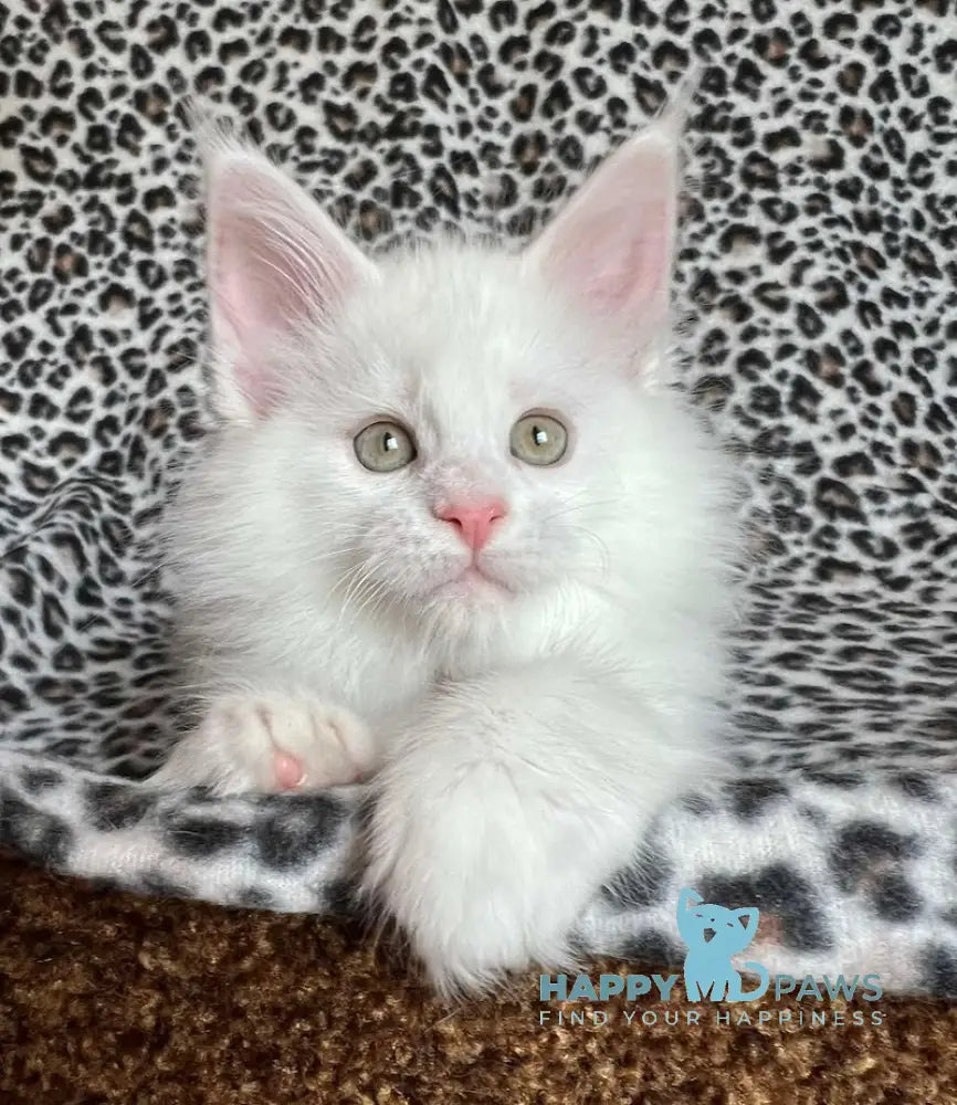 Hloe Maine Coon female white live animals