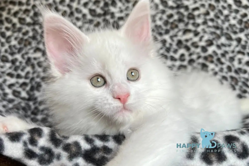 Hloe Maine Coon female white live animals