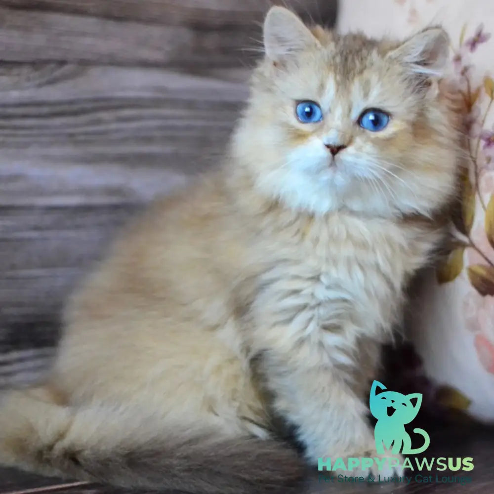Hloya British Longhair female chocolate golden ticked tabby bicolour - live animals