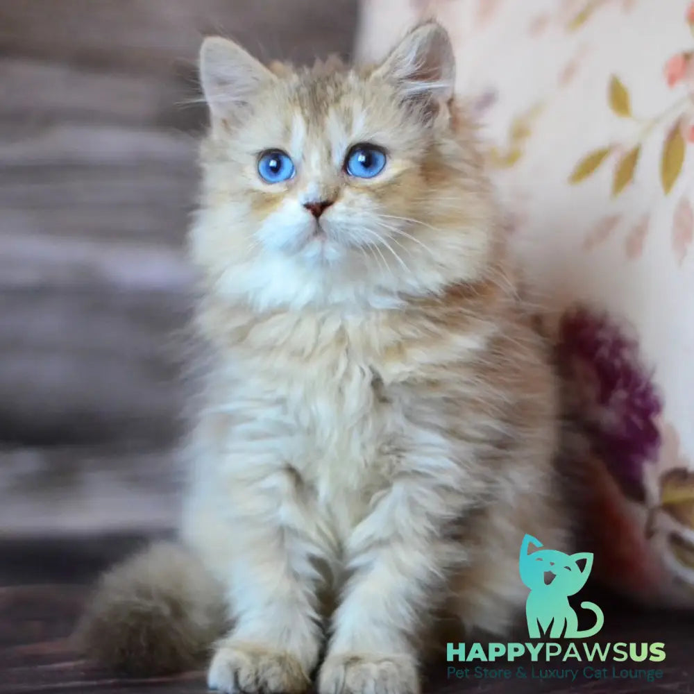 Hloya British Longhair female chocolate golden ticked tabby bicolour - live animals