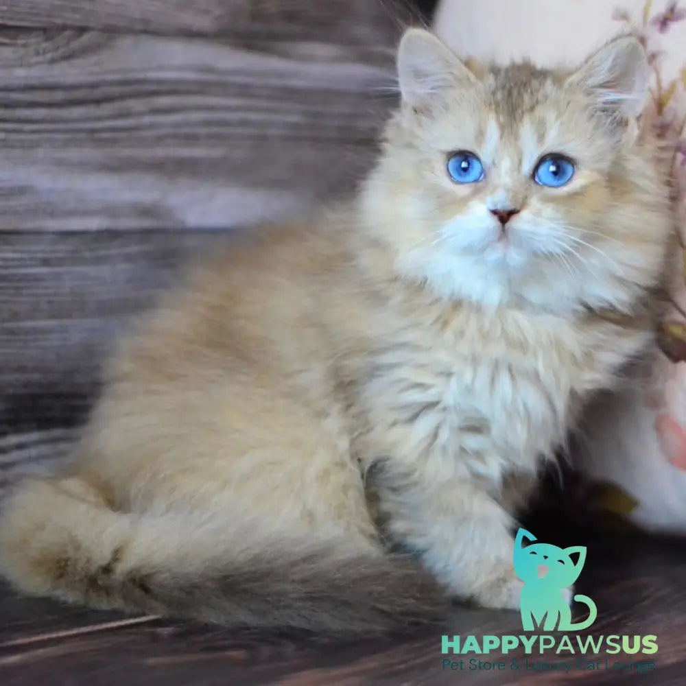 Hloya British Longhair female chocolate golden ticked tabby bicolour - live animals