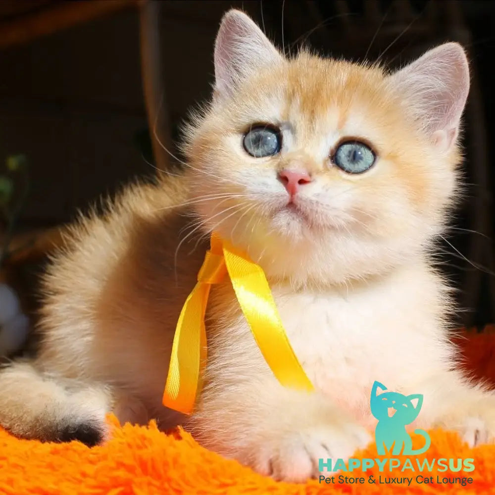 Hloya British Shorthair female black golden chinchilla - live animals